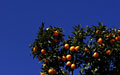 Orange Tree, Mt. of Olives