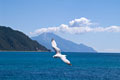 Seagull and Mount Athos
