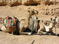 Travel to Monastery, Sinai, Egypt
